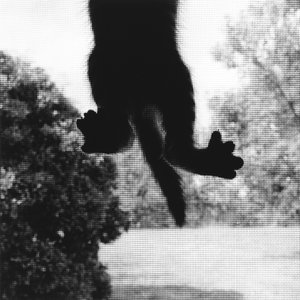 Chat Grimpant