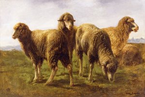 Moutons broutant dans un pré
