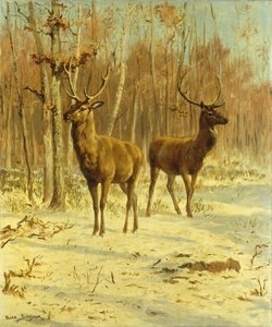 Deux Cerfs dans une Clairière en Hiver