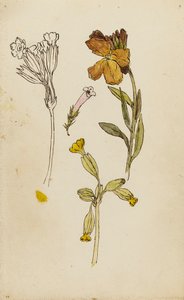 Étude de fleurs, giroflée et primevère - Rosa Brett