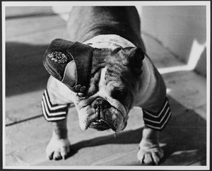 Un bouledogue en uniforme de la RAF, Pinewood Studios - Royal Air Force Film Production Unit