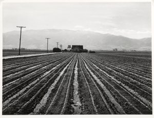 Jeune laitue, Salinas, Californie