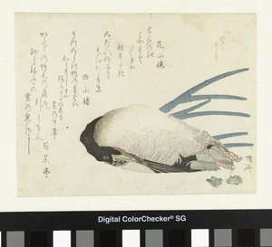 Poireau sous la neige légère - Ryuryukyo Shinsai