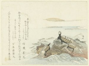 Tortues sur un rocher