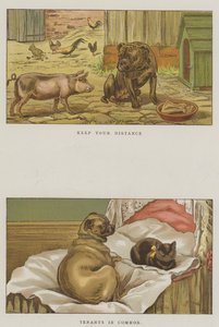 Chiens humoristiques