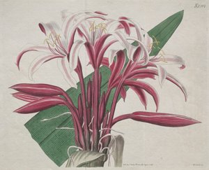 Le magazine botanique ou le jardin de fleurs exposé : Crinum majestueux