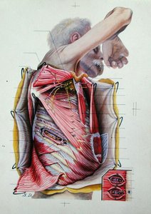 Dissection de la face latérale droite du thorax, d