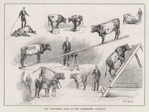 Les taureaux performants à l