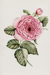 Rose rose botanique - Salome