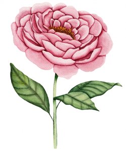 Fleur de pivoine rose - Salome