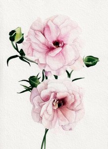 Fleurs aux tons rose aquarelle - Salome