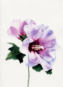 Fleurs d