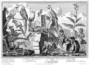 Perroquets et singes