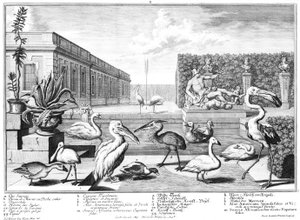 Oiseaux aquatiques