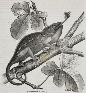 Caméléon africain, lithographie de Salvatore Puglia de Poliorama Pittoresco, n 30, 4 mars