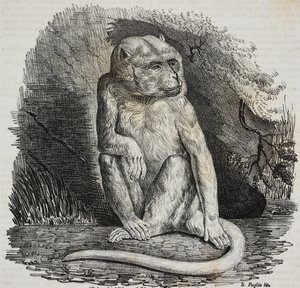 Singe albinos au Jardin des Plantes, jardin botanique de Paris, France, lithographie de Salvatore Puglia de Poliorama Pittoresco, n 23, 14 janvier