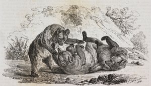 Ours des Asturies, Espagne, lithographie de Salvatore Puglia de Poliorama Pittoresco, n 9, 7 octobre