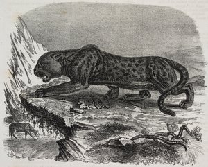 Panthère noire au Jardin des Plantes, jardin botanique de Paris, France, lithographie de Salvatore Puglia de Poliorama Pittoresco, n 26, 4 février - Salvatore Puglia