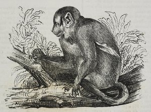 Singe nocturne douroucoulis (Aotus trivirgatus)