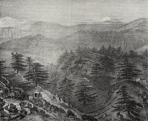 Vue du Mont Liban avec ses célèbres cèdres, Liban, lithographie de Salvatore Puglia de Poliorama Pittoresco, n 10, 15 octobre - Salvatore Puglia