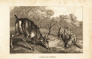 Rencontre entre un cerf, Cervus elaphus, et une panthère des neiges, Panthera uncia