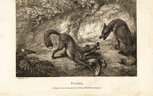 Renard avec une volaille morte se battant contre un autre renard