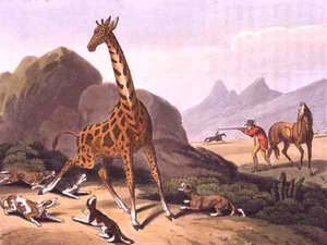 La chasse au caméléopard (gravure)