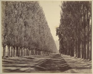Une route bordée de peupliers, Cachemire