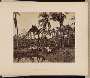 Calcutta ; Scènes rustiques et vie rurale au Bengale - Samuel Bourne