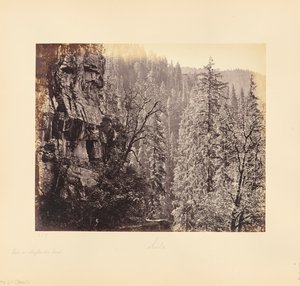 Vue dans la forêt de Narkunda - Samuel Bourne