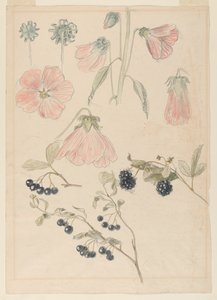 Études de détails botaniques : Roses trémières, myrtilles et mûres