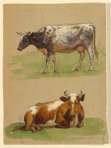 Bétail, une vache marchant et une vache accroupie