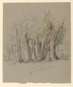 Cypress de Chapultepec, Mexique