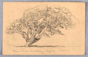 Dessin, études. Arbres, Santa Barbara, Californie, 1888 - Samuel Colman