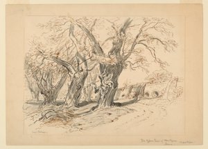 Dessin, Étude pour Les Cyprès de Montezuma, Parc de Chapultepec, Mexique - Samuel Colman