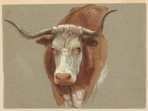 Tête de vache ou de bœuf