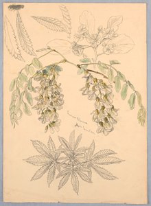Fleurs de sauterelle