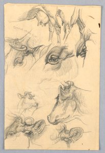 Études de vaches - Samuel Colman
