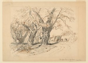 Étude pour Les Cyprès de Montezuma, Parc de Chapultepec, Mexique - Samuel Colman