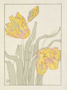 Un Bosjeman, une Bosjeswoman, une femme Booshuana, un homme Booshuana : quatre vignettes de tête et d