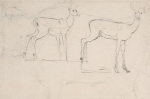 Étude pour deux cerfs Pallah debout - Samuel Daniell