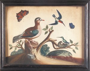 Colombe à ailes vertes, avec colibris à gorge rouge, papillon paon et papillon ultramarin