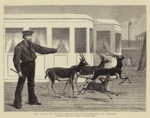 Les cadeaux indiens du Prince de Galles, antilopes en exercice