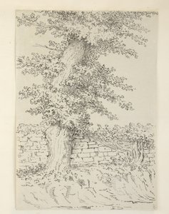 Un orme à Bedminster - Samuel Hieronymous Grimm