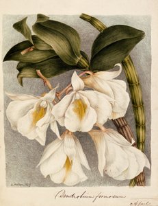 Dendrobium Formosum, c.1839 - Samuel Holden