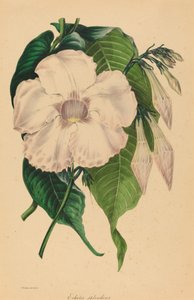 Echites splendens - Samuel Holden