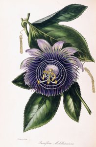 Passiflora Middletoniana, vers 1834-1849