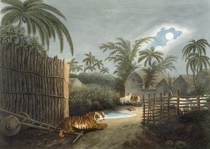 Un tigre rôdant dans un village (bétail en terreur), de 