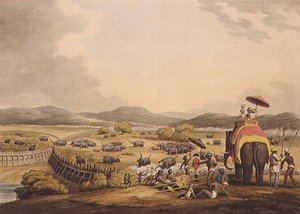 Conduite des éléphants dans un Keddah, de "Sports de terrain orientaux", publié par Edward Orme