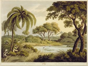 Chasse au Paon, des Sports de Terrain Orientaux, pub. par Edward Orme, 1807